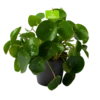 Pilea Peperomioides - Pannenkoekenplant - P17 H35 - Kamerplant