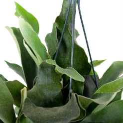 Plantenverzorging Winkel -Plantenverzorging Winkel platycerium bifurcatum hertshoornvaren hang p17 h35 5 1