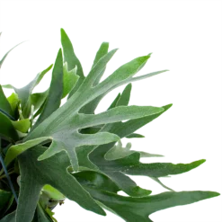 Platycerium Bifurcatum - Hertshoornvaren - In Hangpot - P21 H60 - Kamerplant -Plantenverzorging Winkel platycerium bifurcatum hertshoornvaren in hangpot p21 h60 6