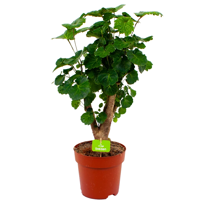 Polyscias Fabian - Aralia - p19 h65 - Kamerplant Polyscias Fabian - Aralia - P19 H65 - Kamerplant -Plantenverzorging Winkel polyscias fabian aralia p19 h65 4