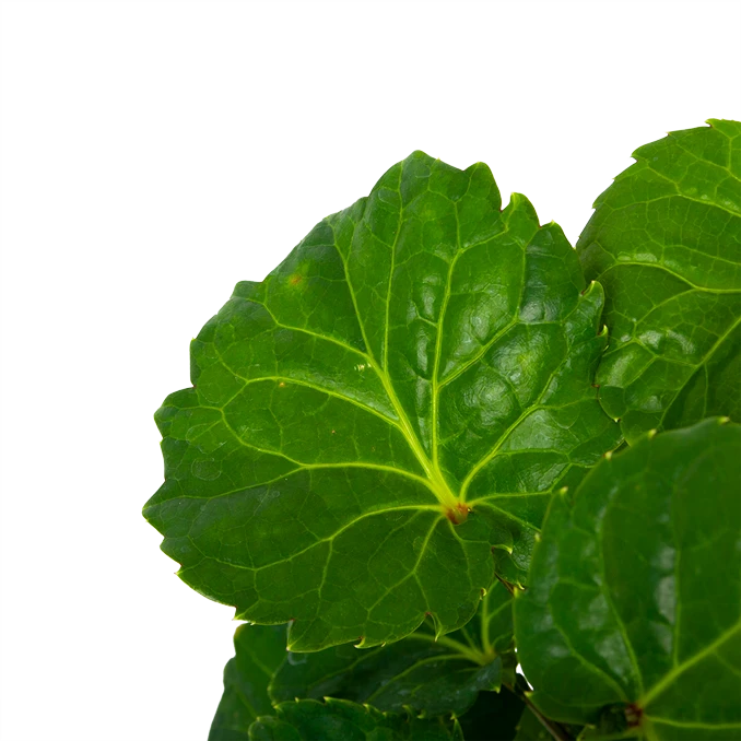 Polyscias Fabian - Aralia - p19 h65 - Kamerplant Polyscias Fabian - Aralia - P19 H65 - Kamerplant -Plantenverzorging Winkel polyscias fabian aralia p19 h65 5