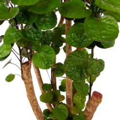 Polyscias Fabian - Aralia - P24 H100 - Kamerplant -Plantenverzorging Winkel polyscias fabian aralia p24 h100 6 1