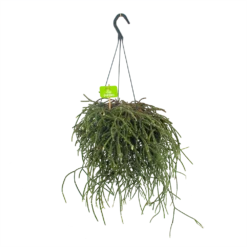 Rhipsalis Pilocarpa - In Hangpot - P17 H40 - Kamerplant