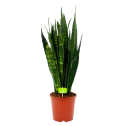 Sansevieria Black Coral - Vrouwentong - P21 H80 - Kamerplant