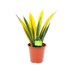 Sansevieria Gold Flame - Vrouwentong - P17 H50 - Kamerplant