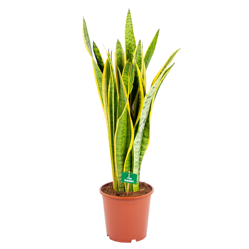Sansevieria Laurentii - Vrouwentong - p21 h80 - Kamerplant Sansevieria Laurentii - Vrouwentong - P21 H80 - Kamerplant -Plantenverzorging Winkel sansevieria laurentii vrouwentong p21 h80 kamerplant 1