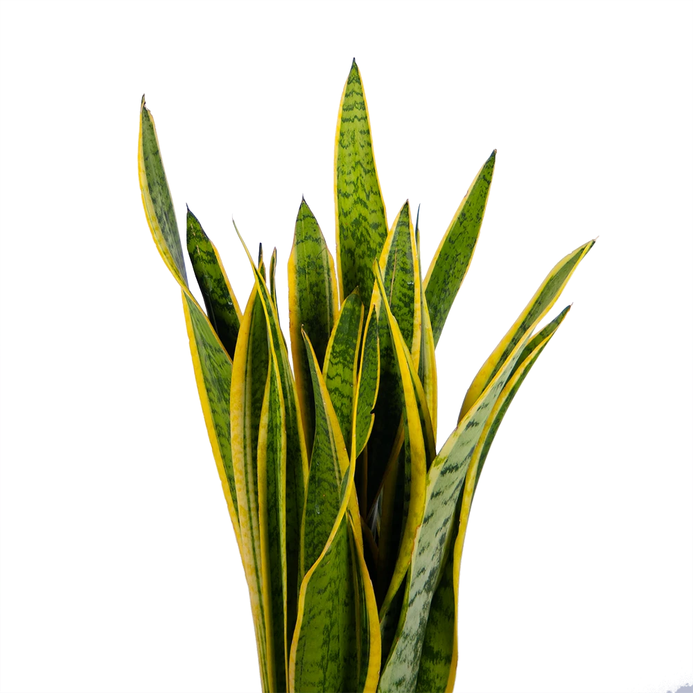 Sansevieria Laurentii - Vrouwentong - p21 h80 - Kamerplant Sansevieria Laurentii - Vrouwentong - P21 H80 - Kamerplant -Plantenverzorging Winkel sansevieria laurentii vrouwentong p21 h80 kamerplant 2