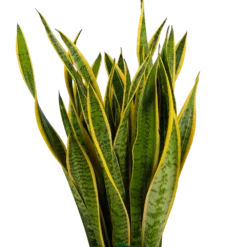Sansevieria Laurentii - Vrouwentong - P30 H110 - Kamerplant -Plantenverzorging Winkel sansevieria laurentii vrouwentong p30 h110 kamerplant 3