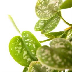 Plantenverzorging Winkel -Plantenverzorging Winkel scindapsus pictus argyraeus epipremnum in hangpot p17 h40 5