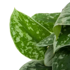 Scindapsus Pictus Silvery Ann Op Mosstok - Epipremnum - P15 H60 - Kamerplant 3 Scindapsus Pictus Silvery Ann Op Mosstok - Epipremnum - P15 H60 - Kamerplant -Plantenverzorging Winkel scindapsus pictus silvery ann op mosstok epipremnum p15 h60 6 3