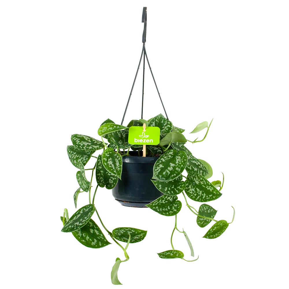 Scindapsus Pictus Trebie - Epipremnum - in Hangpot - p15 h20 - Kamerplant Scindapsus Pictus Trebie - Epipremnum - In Hangpot - P15 H20 - Kamerplant -Plantenverzorging Winkel scindapsus pictus trebie epipremnum in hangpot p15 1 1