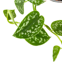 Scindapsus Pictus Trebie - Epipremnum - In Hangpot - P15 H20 - Kamerplant 2 Scindapsus Pictus Trebie - Epipremnum - In Hangpot - P15 H20 - Kamerplant -Plantenverzorging Winkel scindapsus pictus trebie epipremnum in hangpot p15 6 1