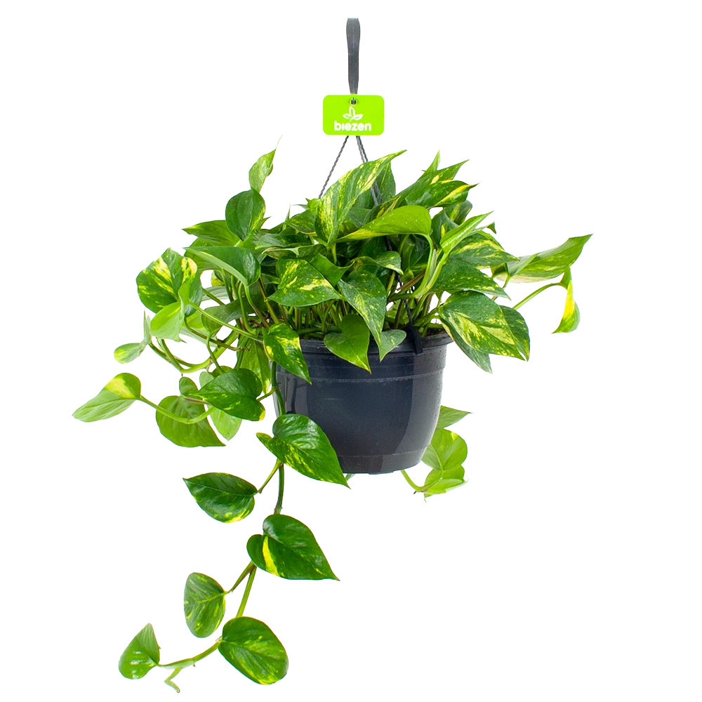 Scindapsus Pinnatum Aureum - Epipremnum - In Hangpot - p17 h35 - Kamerplant Scindapsus Pinnatum Aureum - Epipremnum - In Hangpot - P17 H35 - Kamerplant -Plantenverzorging Winkel scindapsus pinnatum aureum epipremnum hangpot p20 4