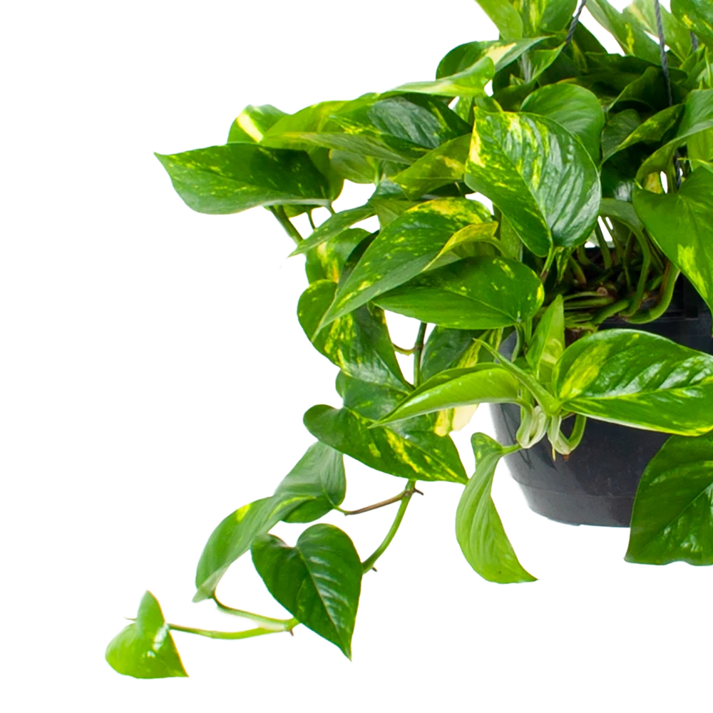 Scindapsus Pinnatum Aureum - Epipremnum - In Hangpot - p17 h35 - Kamerplant Scindapsus Pinnatum Aureum - Epipremnum - In Hangpot - P17 H35 - Kamerplant -Plantenverzorging Winkel scindapsus pinnatum aureum epipremnum hangpot p20 5