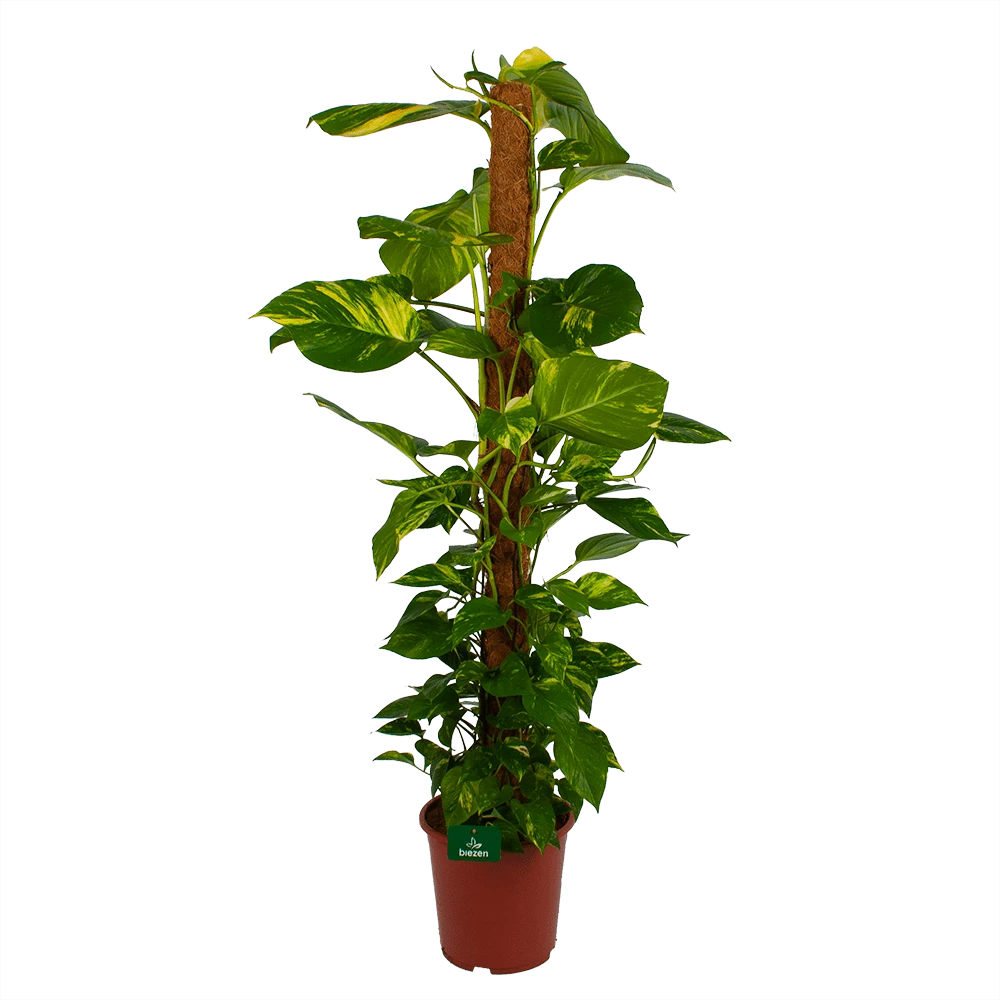 Scindapsus Pinnatum Aureum op mosstok - Epipremnum - p27 h150 - Kamerplant Scindapsus Pinnatum Aureum Op Mosstok - Epipremnum - P27 H150 - Kamerplant -Plantenverzorging Winkel scindapsus pinnatum aureum op mosstok epipremnum p27 h150 1