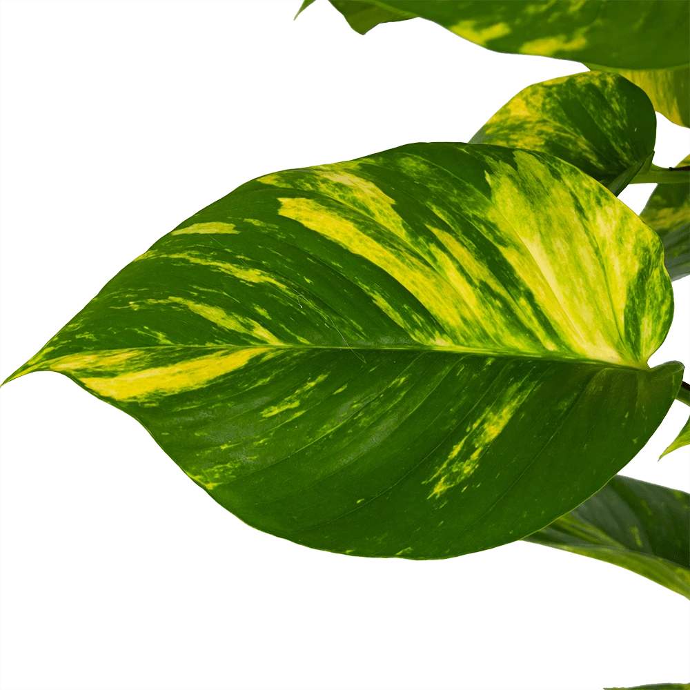 Scindapsus Pinnatum Aureum op mosstok - Epipremnum - p27 h150 - Kamerplant Scindapsus Pinnatum Aureum Op Mosstok - Epipremnum - P27 H150 - Kamerplant -Plantenverzorging Winkel scindapsus pinnatum aureum op mosstok epipremnum p27 h150 3