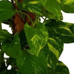 Scindapsus Pinnatum Aureum Op Mosstok - Epipremnum - P27 H150 - Kamerplant 2 Scindapsus Pinnatum Aureum Op Mosstok - Epipremnum - P27 H150 - Kamerplant -Plantenverzorging Winkel scindapsus pinnatum aureum op mosstok epipremnum p27 h150 4