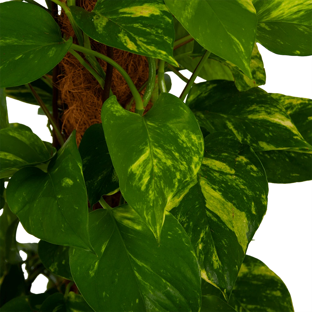 Scindapsus Pinnatum Aureum op mosstok - Epipremnum - p27 h150 - Kamerplant Scindapsus Pinnatum Aureum Op Mosstok - Epipremnum - P27 H150 - Kamerplant -Plantenverzorging Winkel scindapsus pinnatum aureum op mosstok epipremnum p27 h150 4