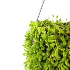 Plantenverzorging Winkel -Plantenverzorging Winkel senecio herreianus erwtenplant in hangpot p17 h40 5