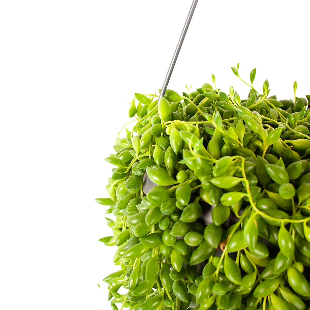 Senecio Herreianus - Erwtenplant - in Hangpot - p17 h40 - Kamerplant Senecio Herreianus - Erwtenplant - In Hangpot - P17 H40 - Kamerplant -Plantenverzorging Winkel senecio herreianus erwtenplant in hangpot p17 h40 5