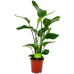 Strelitzia Nicolai - Paradijsvogelpant - P19 H80 - Kamerplant