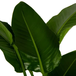 Strelitzia Nicolai - Paradijsvogelpant - P27 H180 - Kamerplant -Plantenverzorging Winkel strelitzia nicolai paradijsvogelpant p27 h180 6 2