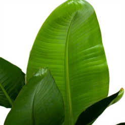 Strelitzia Nicolai - Paradijsvogelpant - P28 H130 - Kamerplant -Plantenverzorging Winkel strelitzia nicolai paradijsvogelpant p28 h130 6