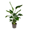 Strelitzia Nicolai - Paradijsvogelpant - P32,5 H165 - Kamerplant