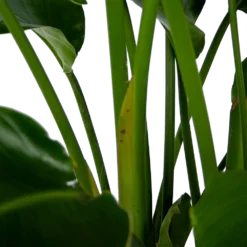 Strelitzia Nicolai - Paradijsvogelpant - P32,5 H165 - Kamerplant -Plantenverzorging Winkel strelitzia nicolai paradijsvogelpant p32 5 h165 6