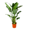 Strelitzia Nicolai - Paradijsvogelpant - P32 H170 - Kamerplant