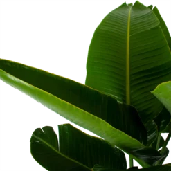 Strelitzia Nicolai - Paradijsvogelpant - P32 H170 - Kamerplant -Plantenverzorging Winkel strelitzia nicolai paradijsvogelpant p32 h170 6