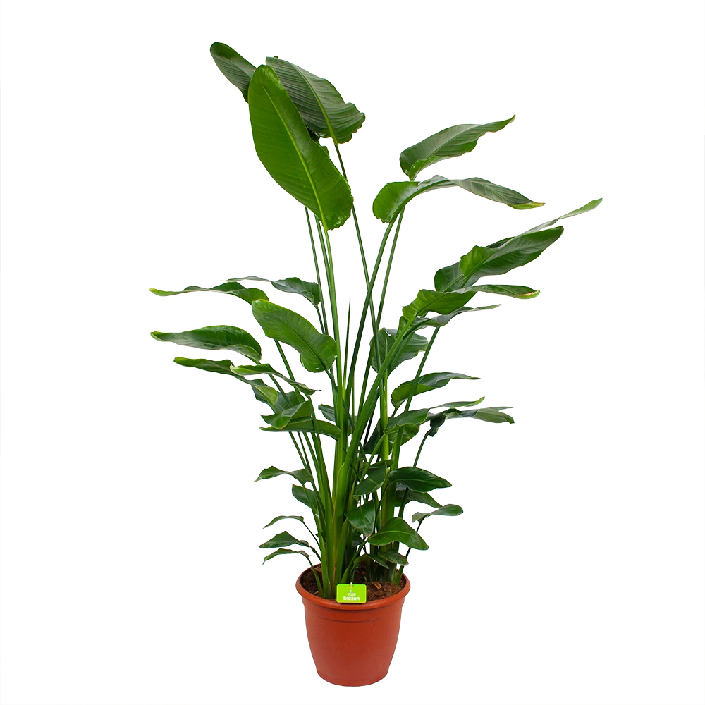 Strelitzia Nicolai - Paradijsvogelpant - p36 h170 - Kamerplant Strelitzia Nicolai - Paradijsvogelpant - P36 H170 - Kamerplant -Plantenverzorging Winkel strelitzia nicolai paradijsvogelpant p36 h170 kamerplant 1 1