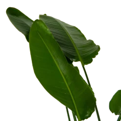 Strelitzia Nicolai - Paradijsvogelpant - P36 H170 - Kamerplant -Plantenverzorging Winkel strelitzia nicolai paradijsvogelpant p36 h170 kamerplant 6
