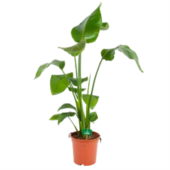 Strelitzia Nicolai - Paradijsvogelplant - P17 H80 - Kamerplant