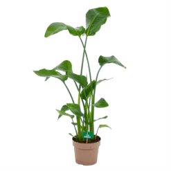 Strelitzia Nicolai - Paradijsvogelplant - P21 H120 - Kamerplant
