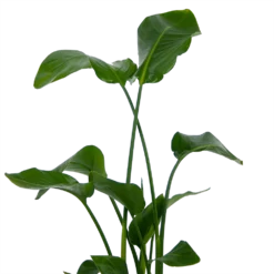Strelitzia Nicolai - Paradijsvogelplant - P21 H120 - Kamerplant -Plantenverzorging Winkel strelitzia nicolai paradijsvogelplant p21 h120 kamerplant 3