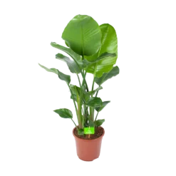 Strelitzia Nicolai - Paradijsvogelplant - P27 H110 - Kamerplant