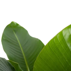 Strelitzia Nicolai - Paradijsvogelplant - P27 H110 - Kamerplant -Plantenverzorging Winkel strelitzia nicolai paradijsvogelplant p27 h110 6 2