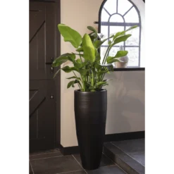 Strelitzia Nicolai - Paradijsvogelplant - P35 H200 - Kamerplant -Plantenverzorging Winkel strelitzia nicolai paradijsvogelplant p35 h200 5