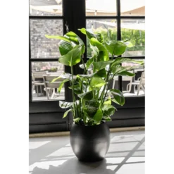 Strelitzia Nicolai - Paradijsvogelplant - P35 H200 - Kamerplant -Plantenverzorging Winkel strelitzia nicolai paradijsvogelplant p35 h200 6