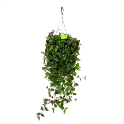 Tradescantia Green Hill - Vaderplant - In Hangpot - P17 H35 - Kamerplant