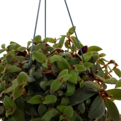 Plantenverzorging Winkel -Plantenverzorging Winkel tradescantia sillamotara brownhill p17 h40 5
