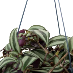 Plantenverzorging Winkel -Plantenverzorging Winkel tradescantia zebrina vaderplant p17 h40 5
