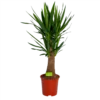 Yucca Inca Tree - Palmlelie - P27 H110 - Kamerplant