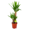Yucca - Palmlelie - P17 H70 - Kamerplant