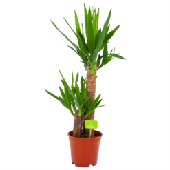 Yucca - Palmlelie - P17 H70 - Kamerplant