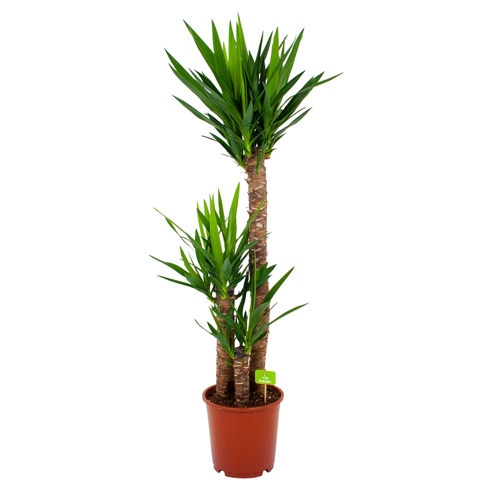 Yucca - Palmlelie - p24 h120 - Kamerplant Yucca - Palmlelie - P24 H120 - Kamerplant -Plantenverzorging Winkel yucca palmlelie p24 h120 4