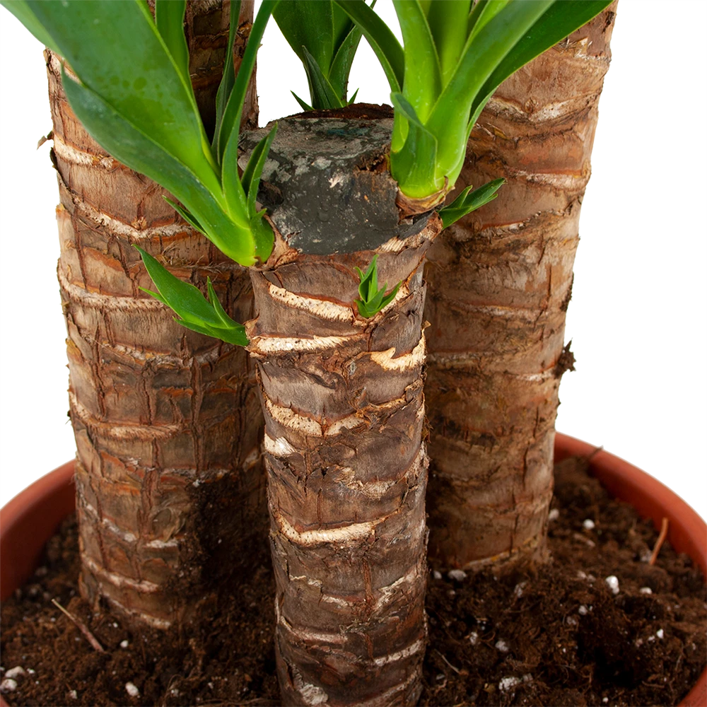Yucca - Palmlelie - p24 h120 - Kamerplant Yucca - Palmlelie - P24 H120 - Kamerplant -Plantenverzorging Winkel yucca palmlelie p24 h120 5