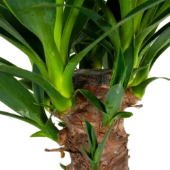 Yucca - Palmlelie - P24 H120 - Kamerplant 2 Yucca - Palmlelie - P24 H120 - Kamerplant -Plantenverzorging Winkel yucca palmlelie p24 h120 6