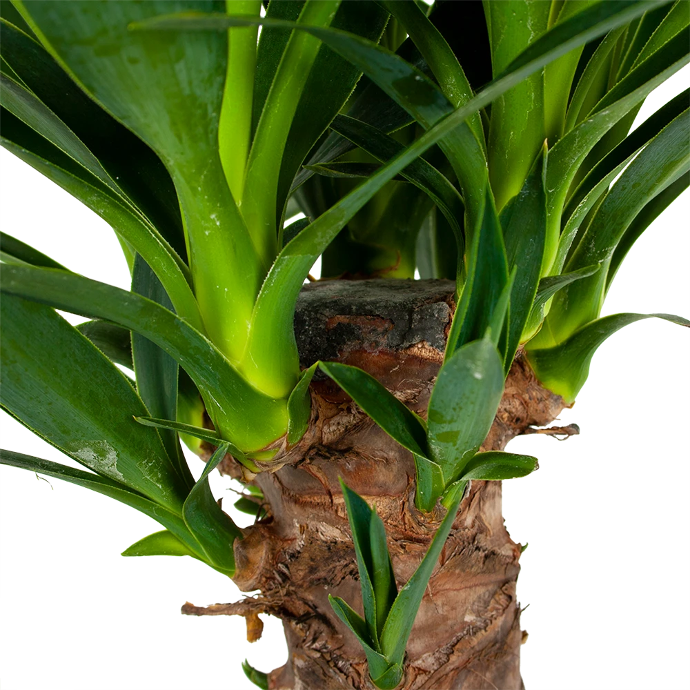Yucca - Palmlelie - p24 h120 - Kamerplant Yucca - Palmlelie - P24 H120 - Kamerplant -Plantenverzorging Winkel yucca palmlelie p24 h120 6